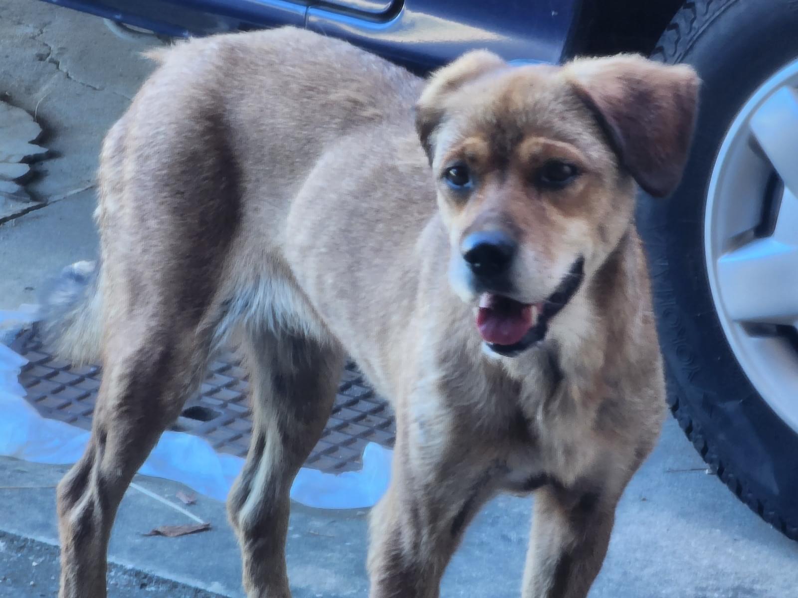 目撃された犬 目撃された犬