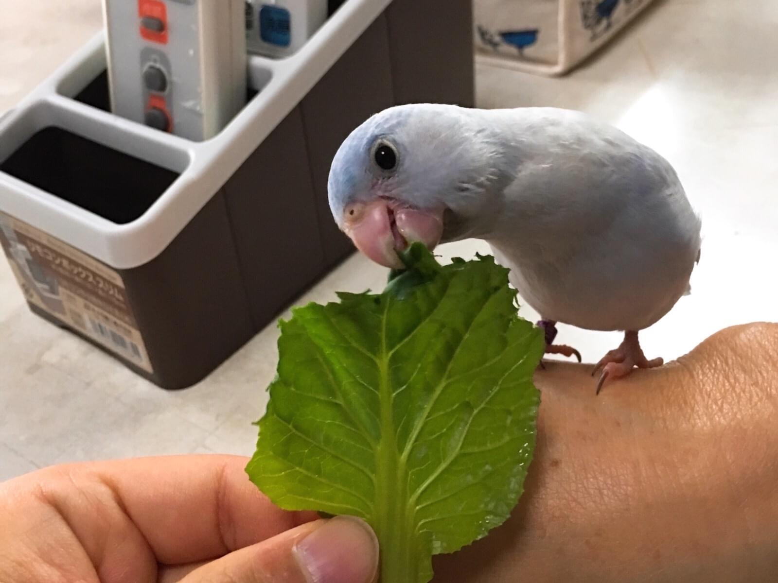 アスールちゃん アスールちゃん