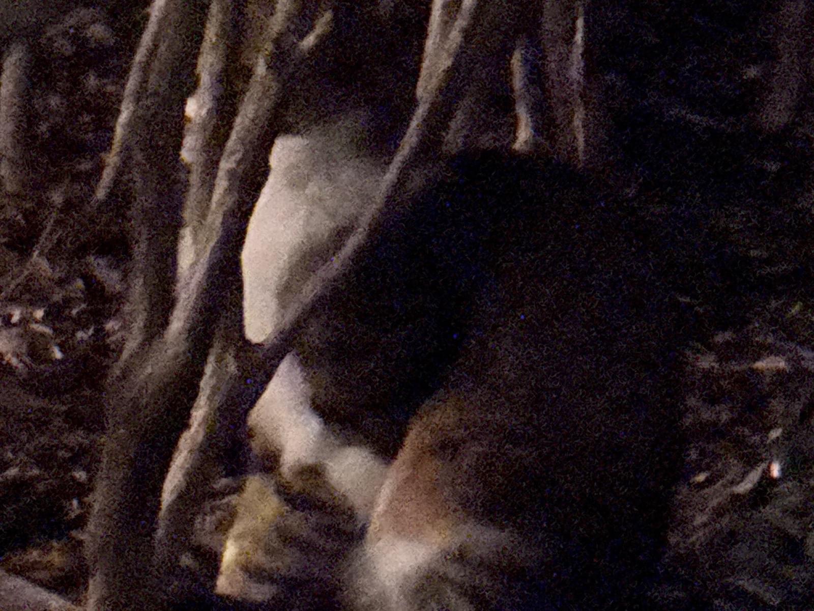 目撃された猫