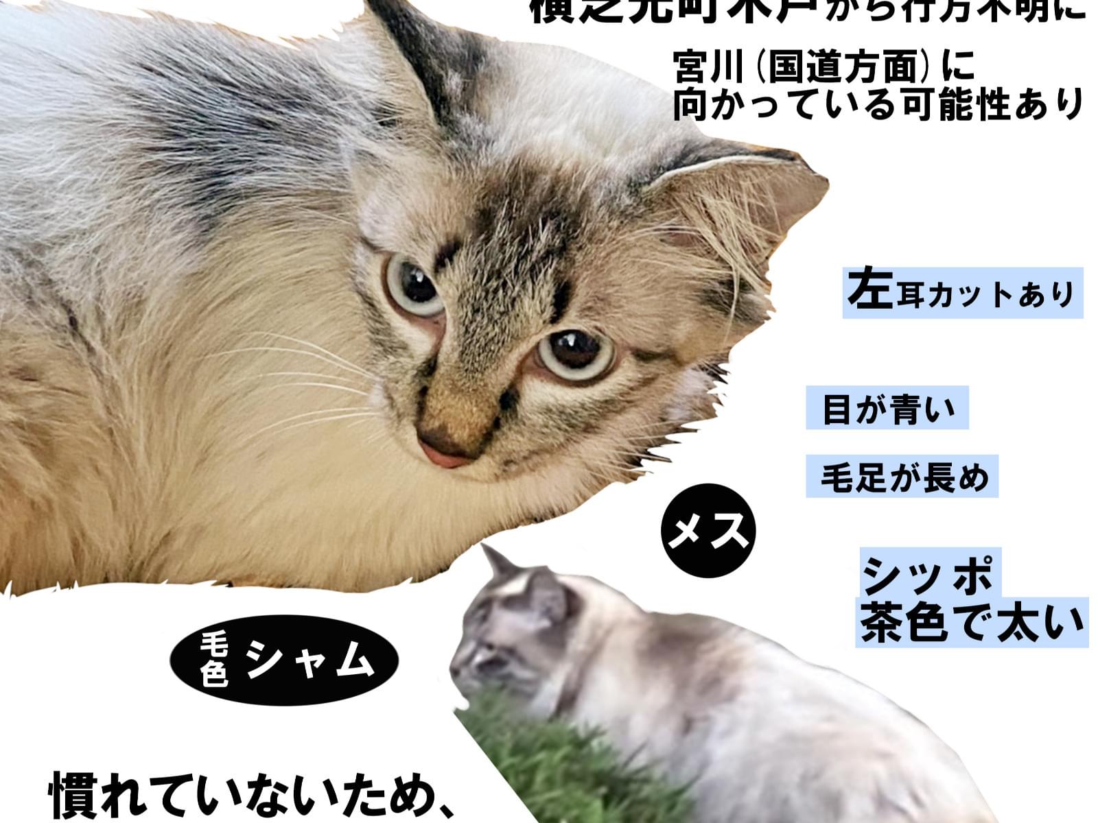 シロちゃん シロちゃん