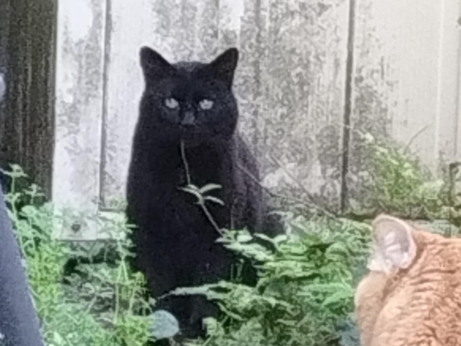 目撃された猫 目撃された猫