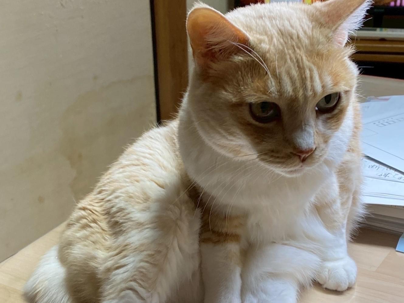 しじみちゃん しじみちゃん