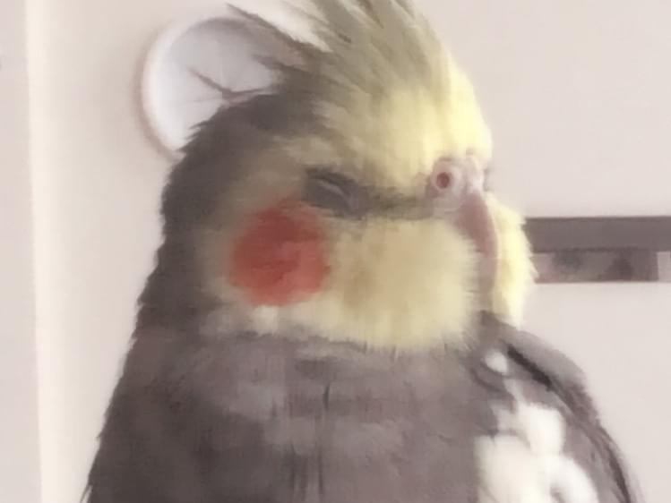 しんちゃん しんちゃん