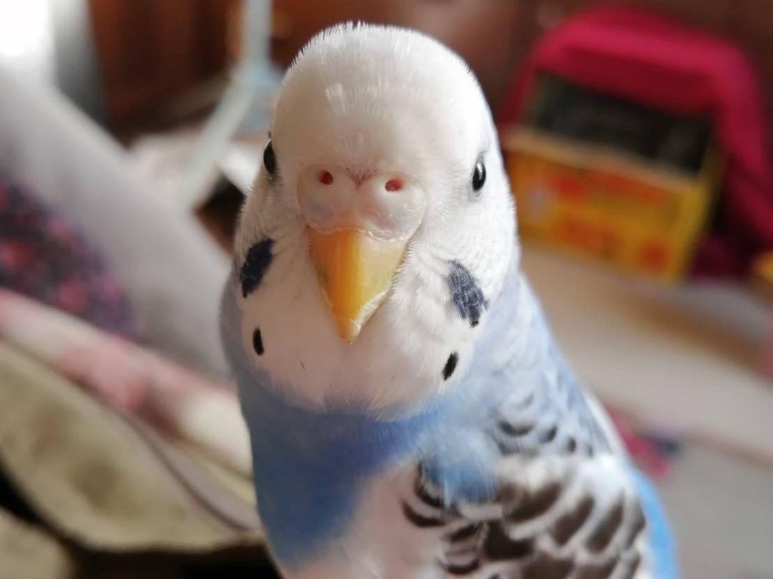 ころちゃん ころちゃん