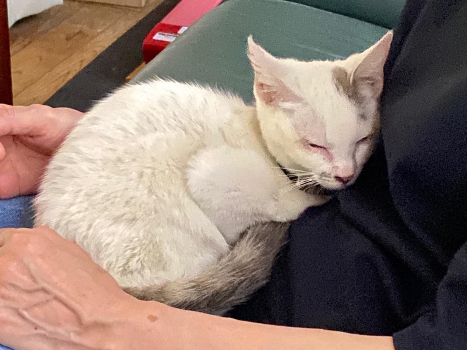 保護された猫 保護された猫
