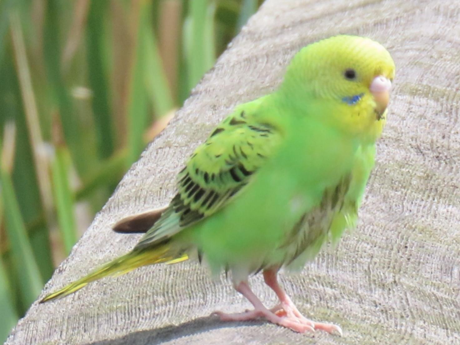 目撃された鳥 目撃された鳥