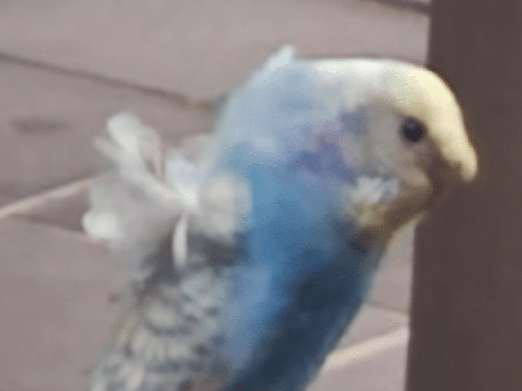 目撃された鳥