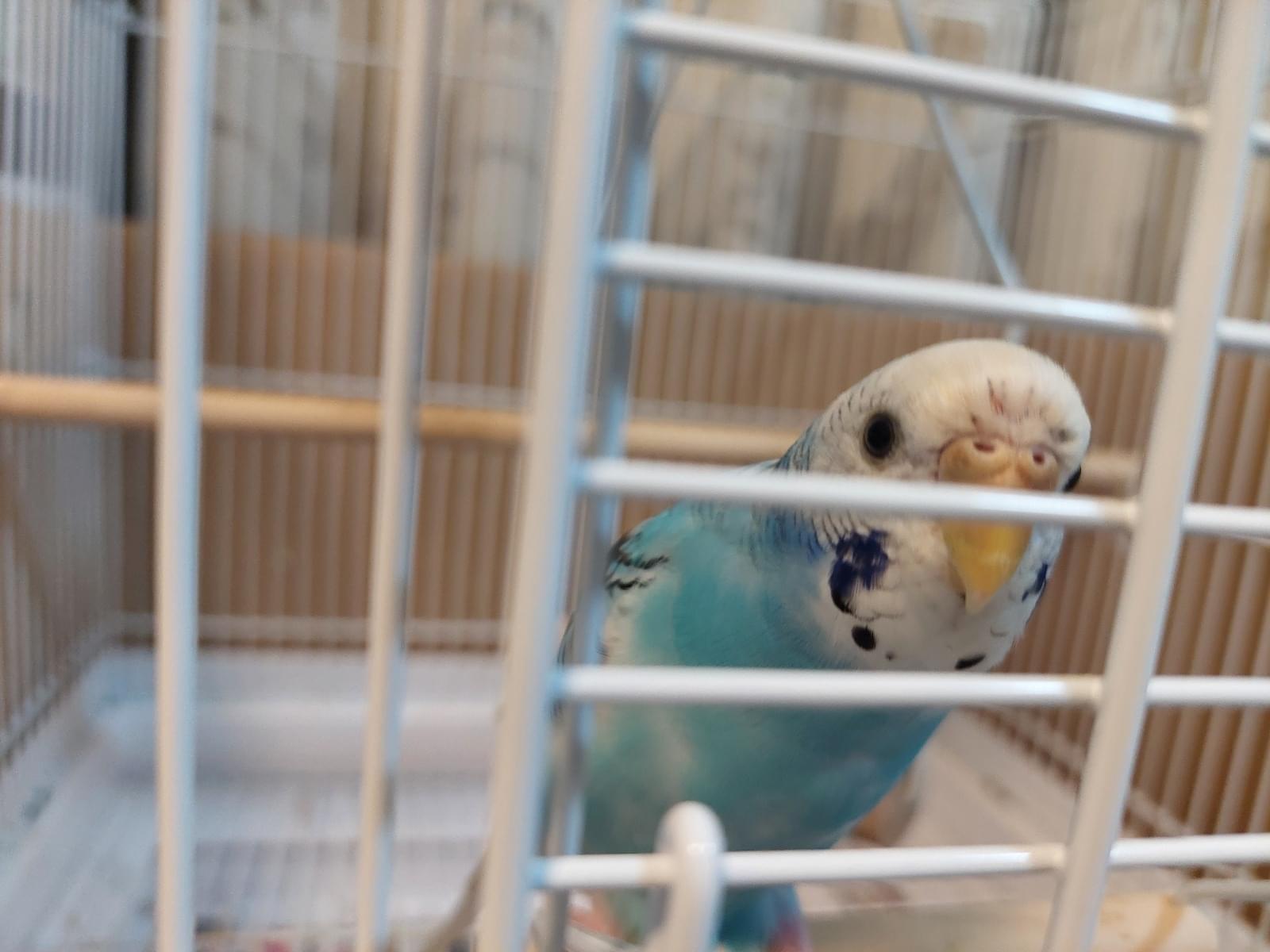 ちょろぴんちゃん