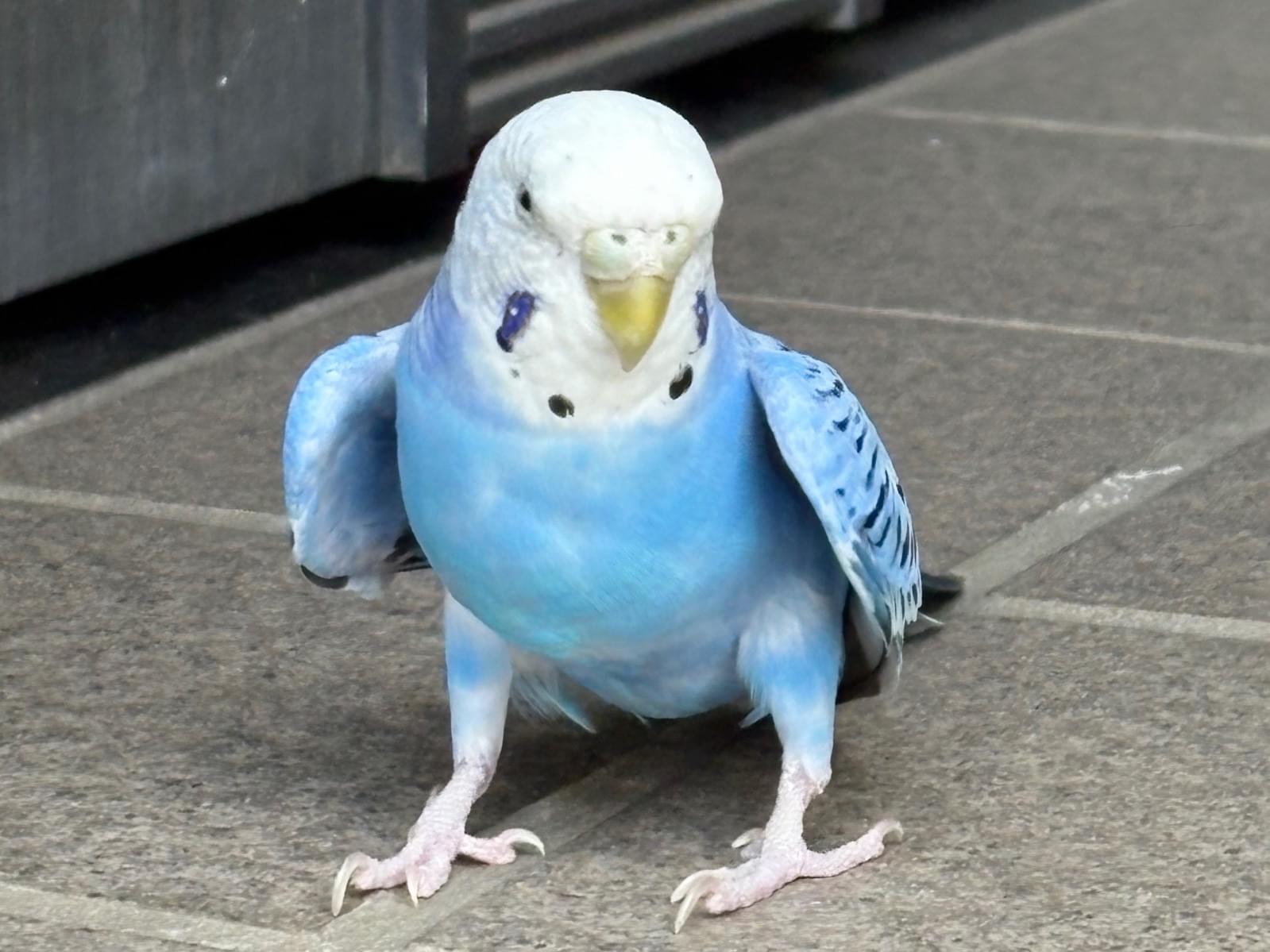目撃された鳥 目撃された鳥