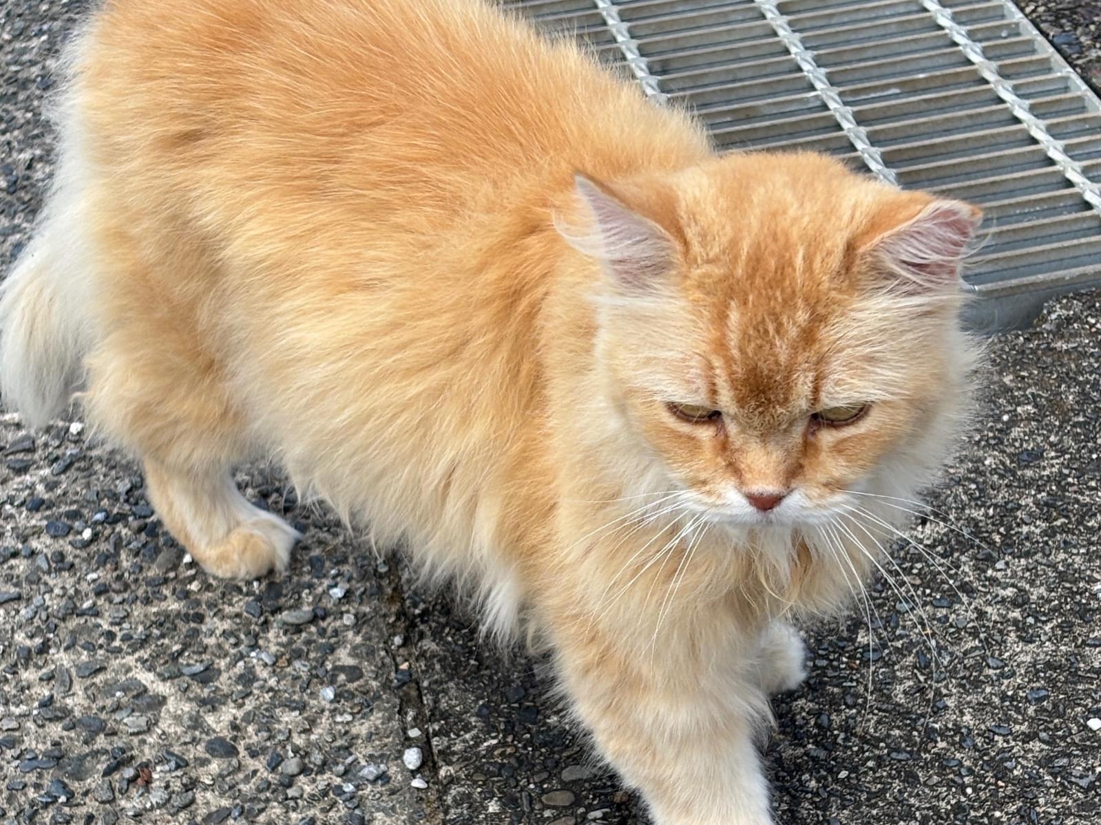 目撃された猫 目撃された猫