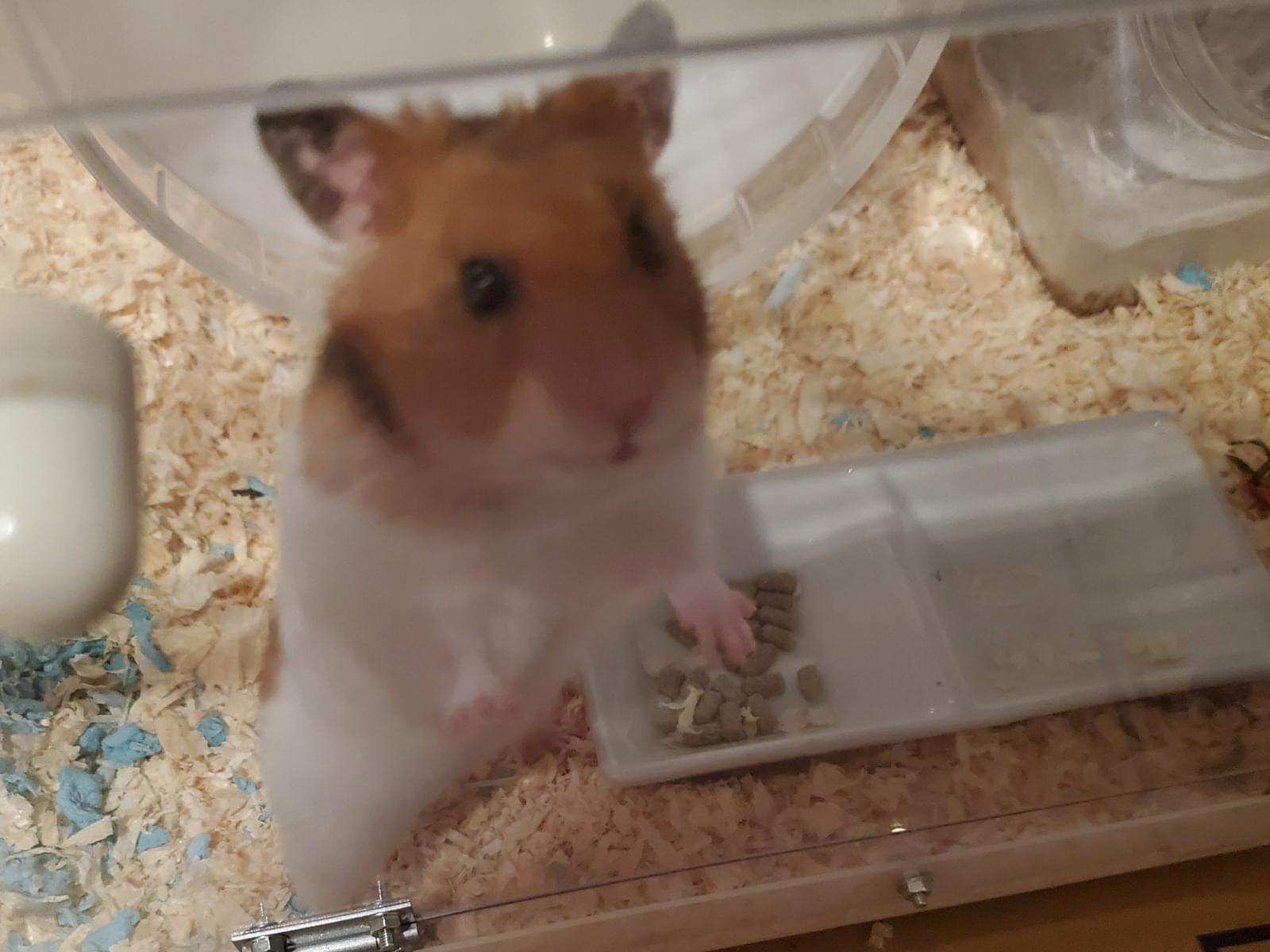 せんちゃん せんちゃん