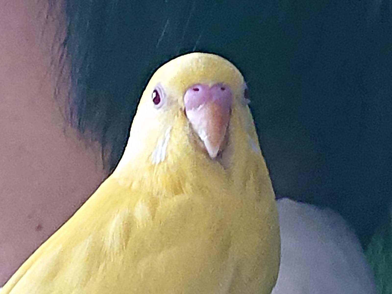 ピットちゃん ピットちゃん
