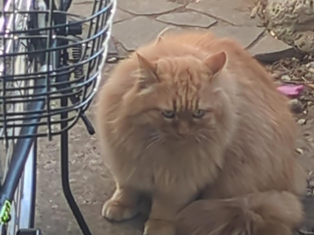 目撃された猫 目撃された猫