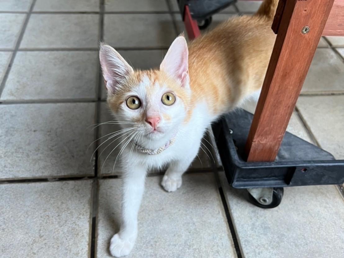 目撃された猫 目撃された猫