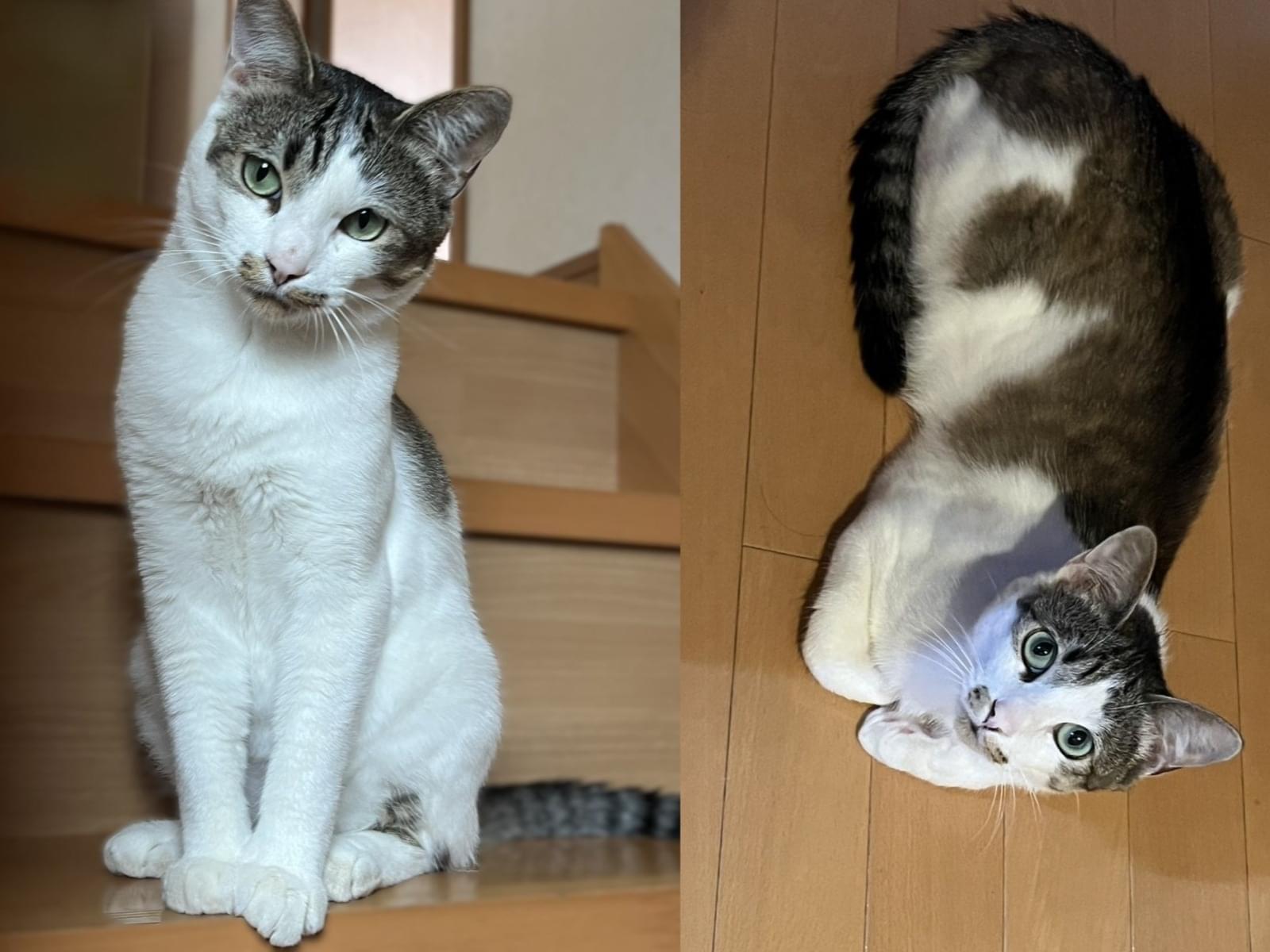 保護された猫 保護された猫