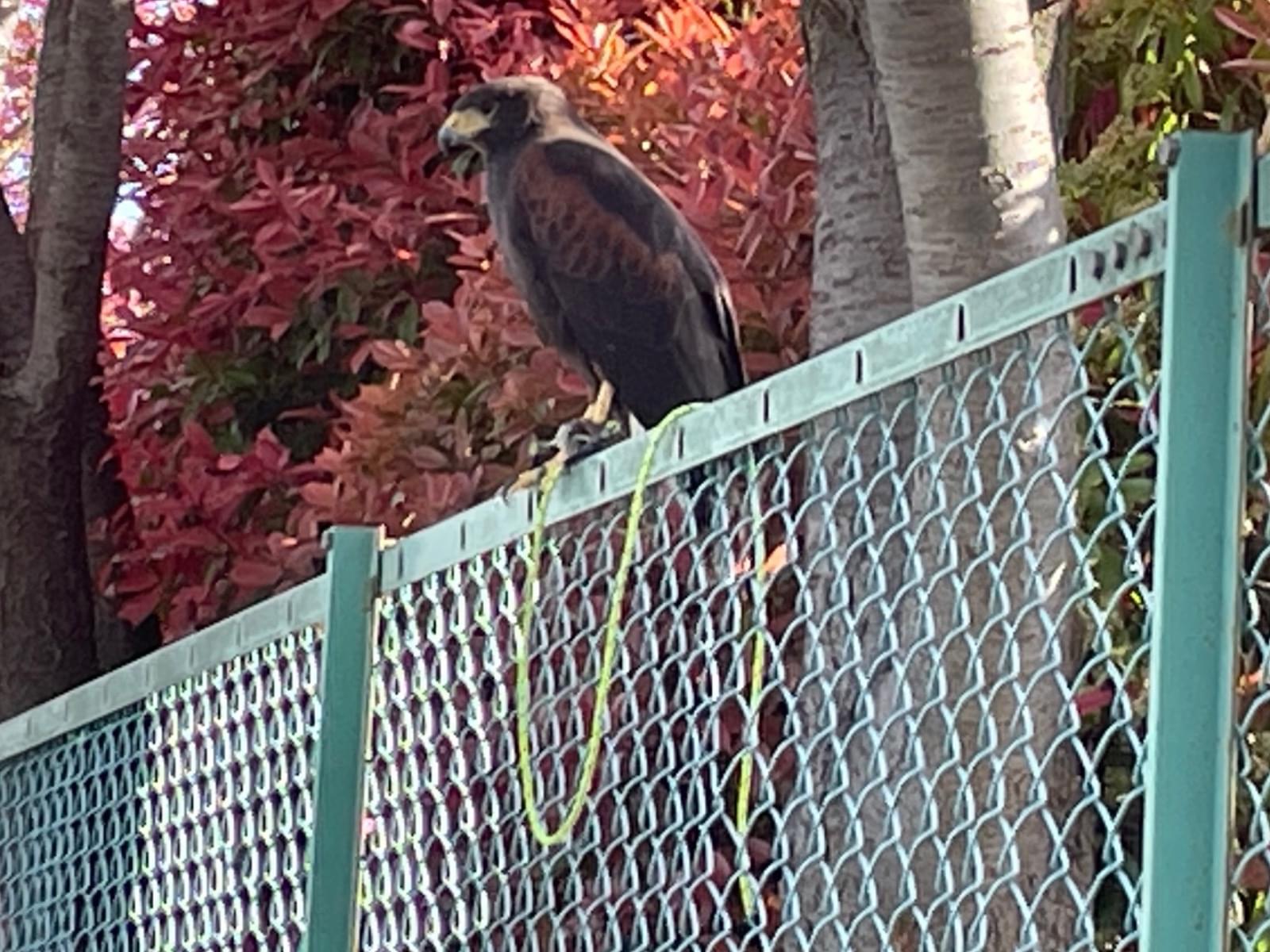 目撃された鳥 目撃された鳥