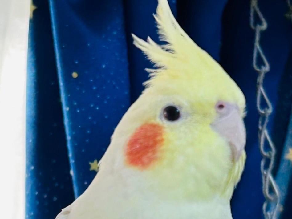 コウメちゃん コウメちゃん