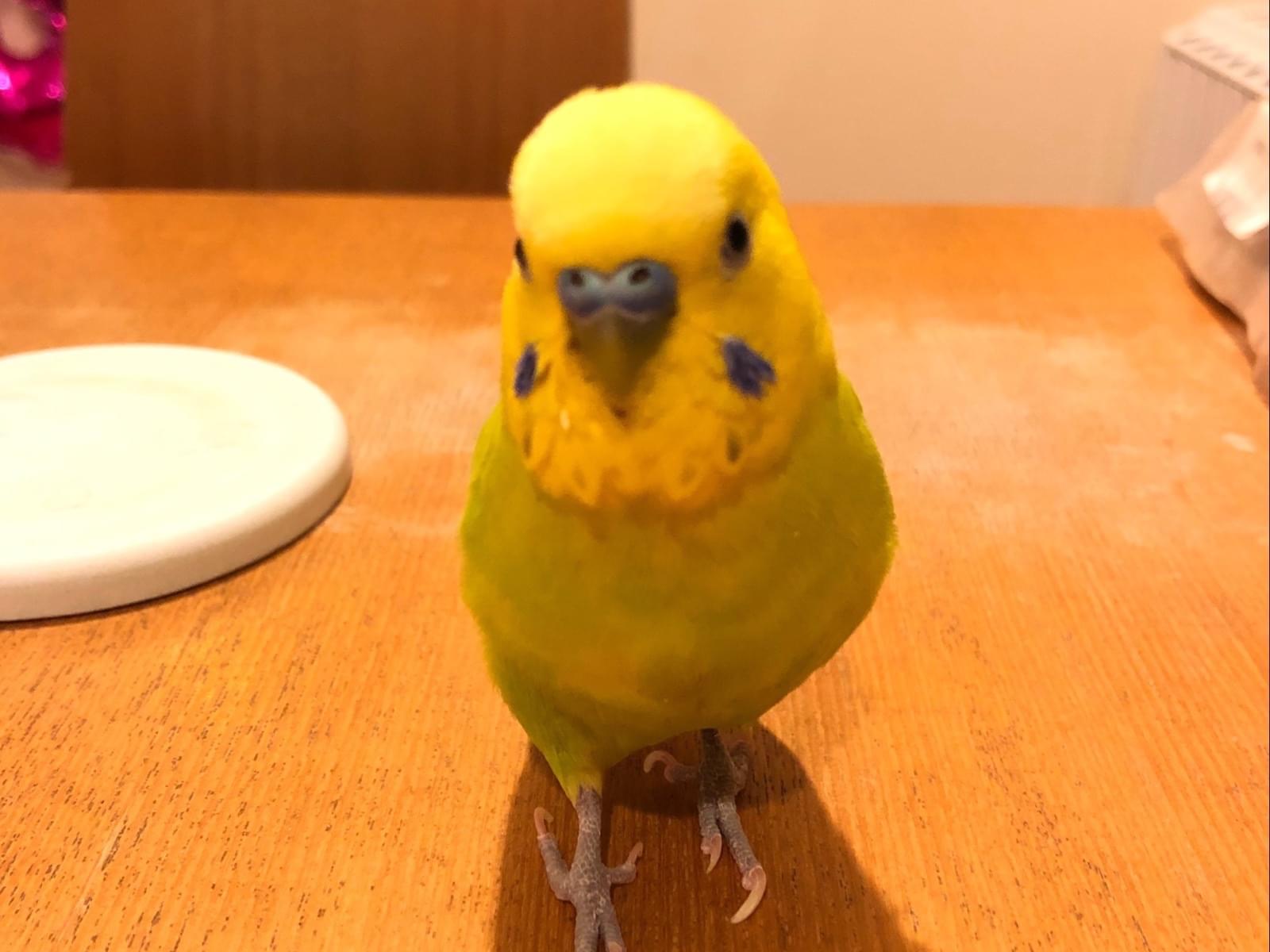 らくちゃん らくちゃん