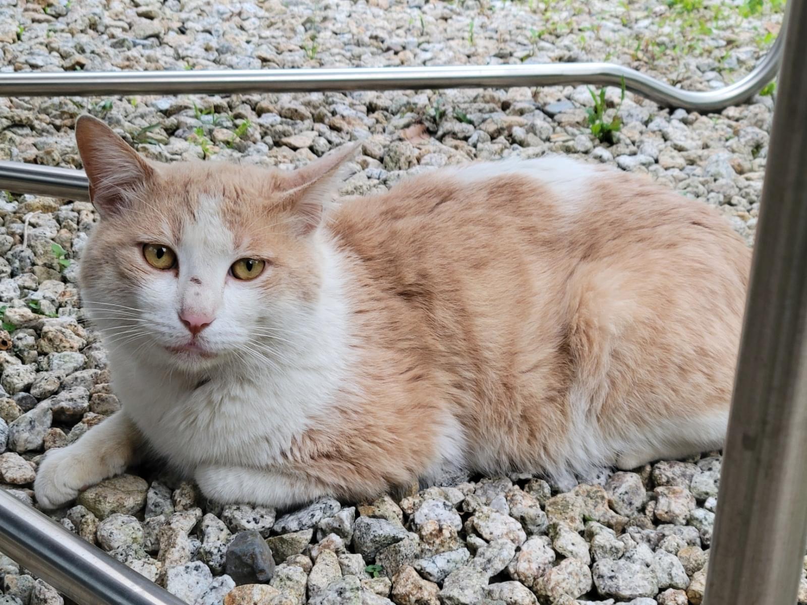 目撃された猫 目撃された猫