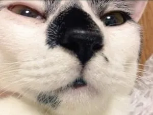 歌舞伎顔 白黒の猫探しています 歌舞伎顔 白黒の猫探しています