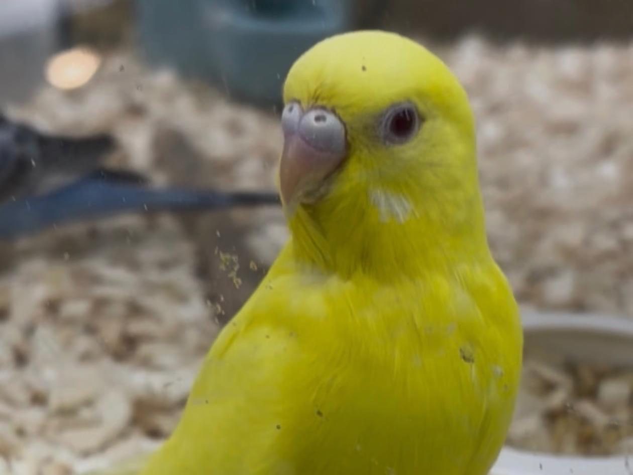 レモンちゃん レモンちゃん