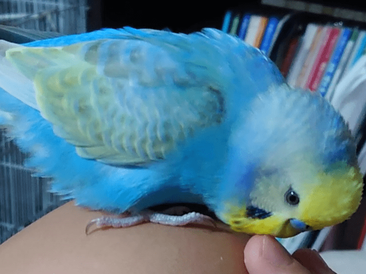 パンちゃん パンちゃん