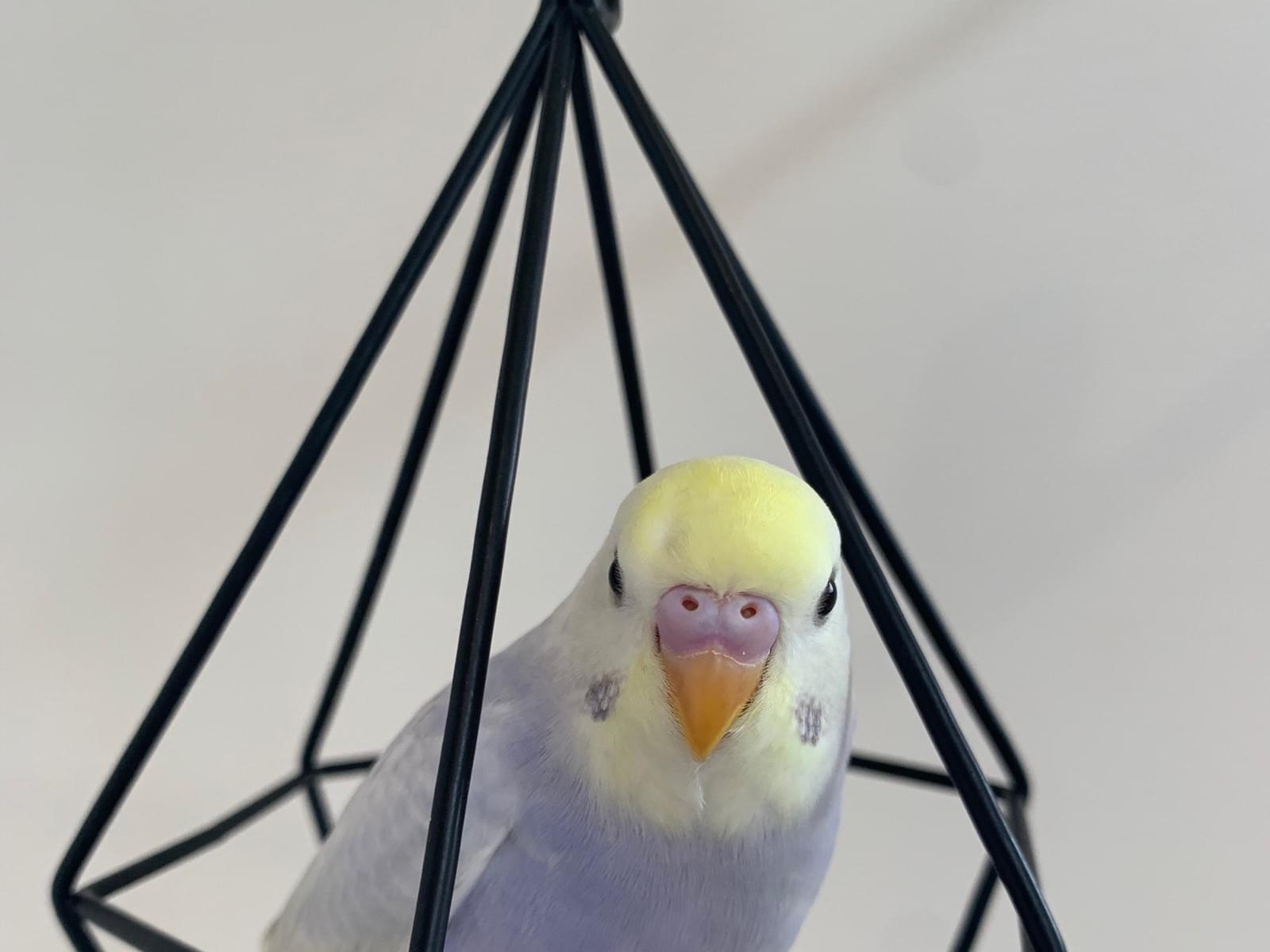 きなこちゃん きなこちゃん
