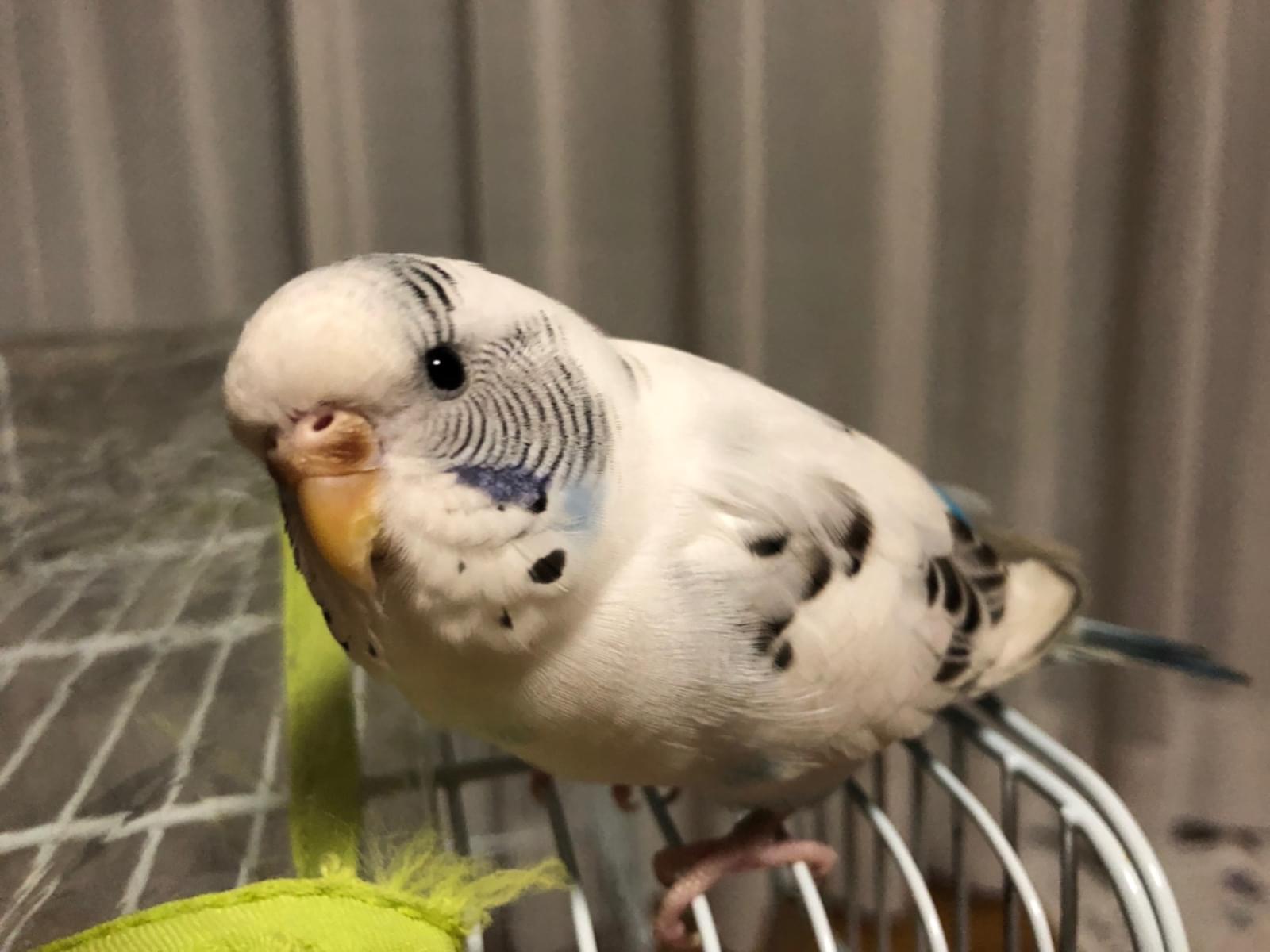 ピーヨちゃん ピーヨちゃん