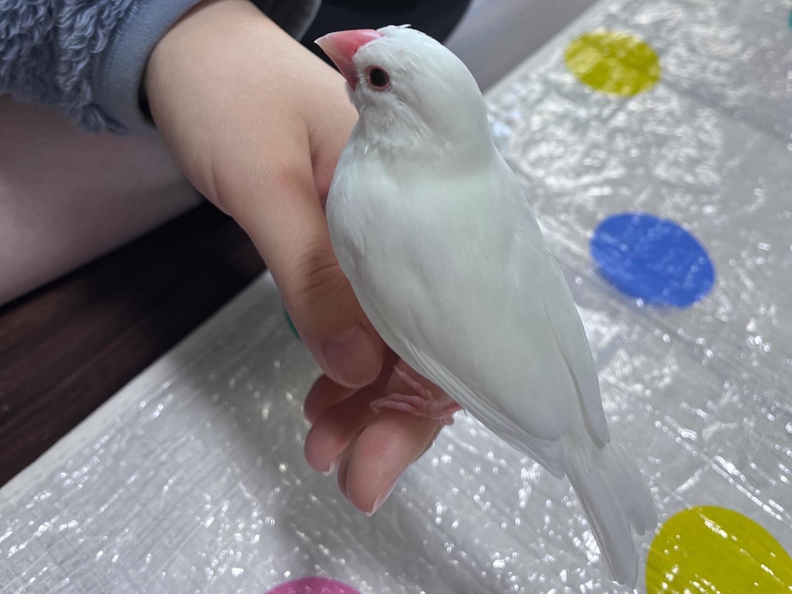 マメちゃん マメちゃん