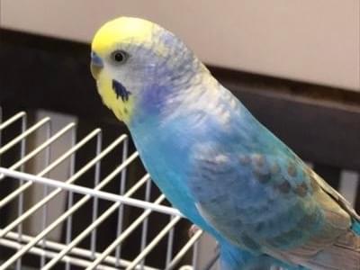 保護された鳥 保護された鳥