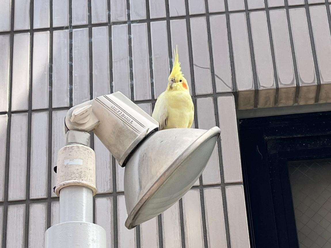 目撃された鳥 目撃された鳥