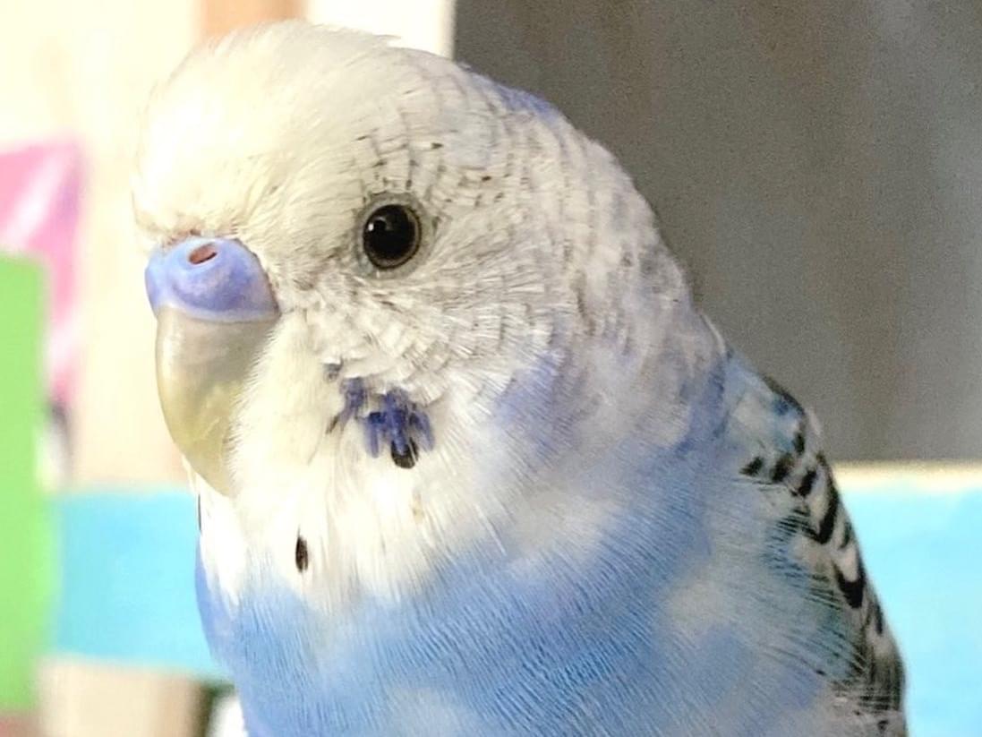 ももちゃん ももちゃん