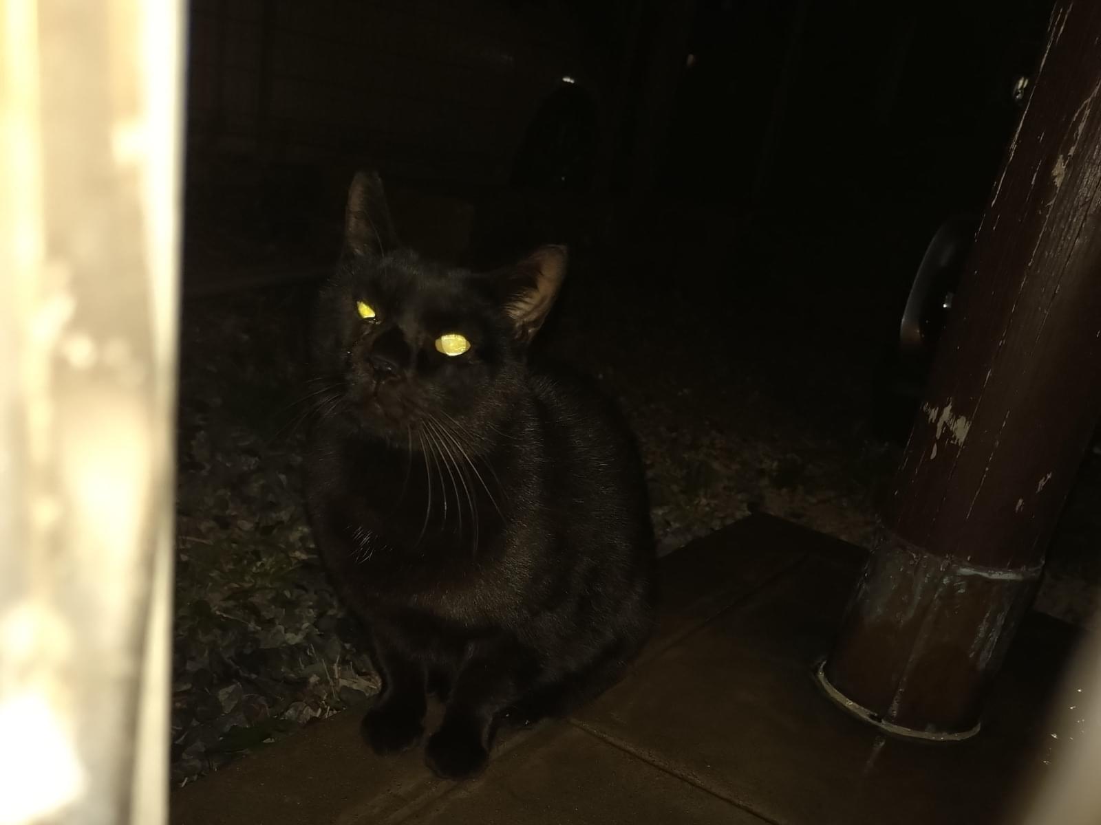 目撃された猫