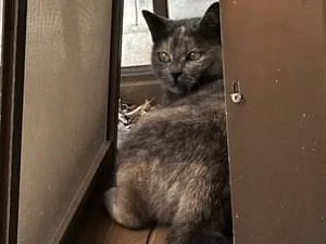 グレーの錆猫ちゃんで鳴き声が可愛く高い声です。