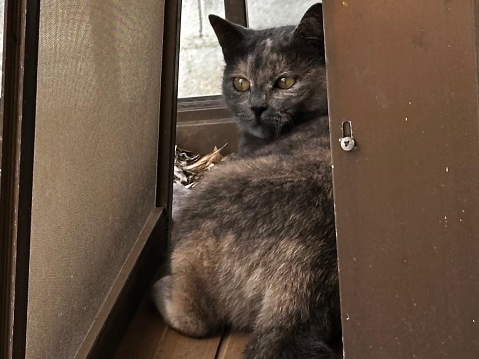 目撃された猫 目撃された猫