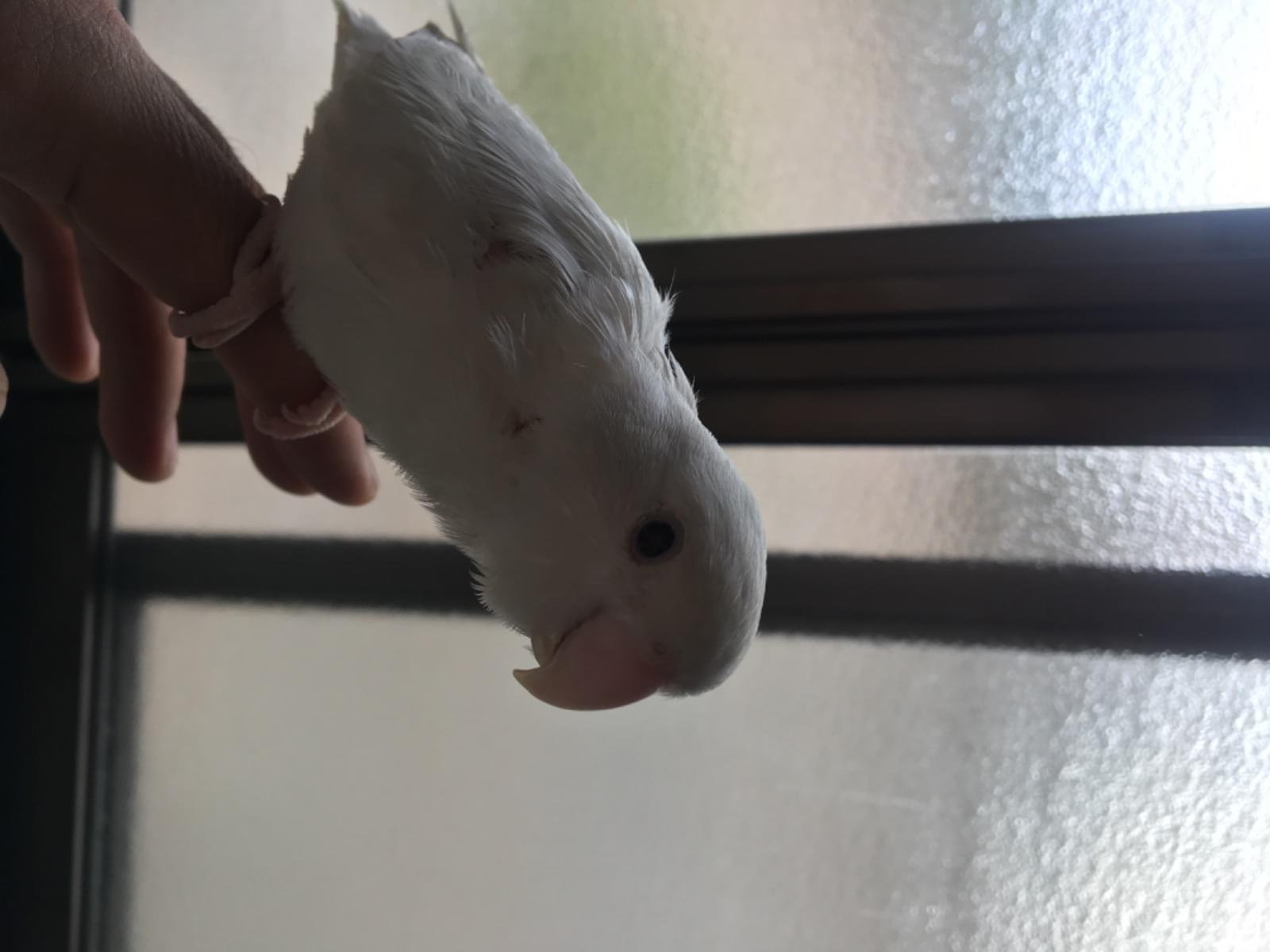 ハピちゃん ハピちゃん