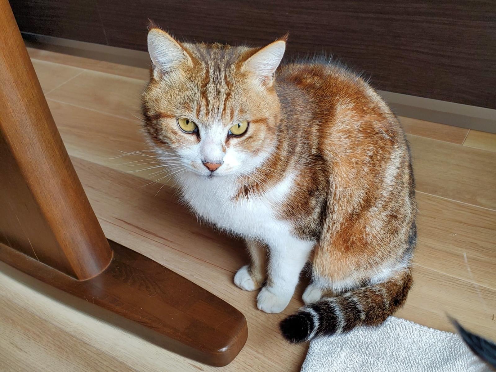 フクちゃん