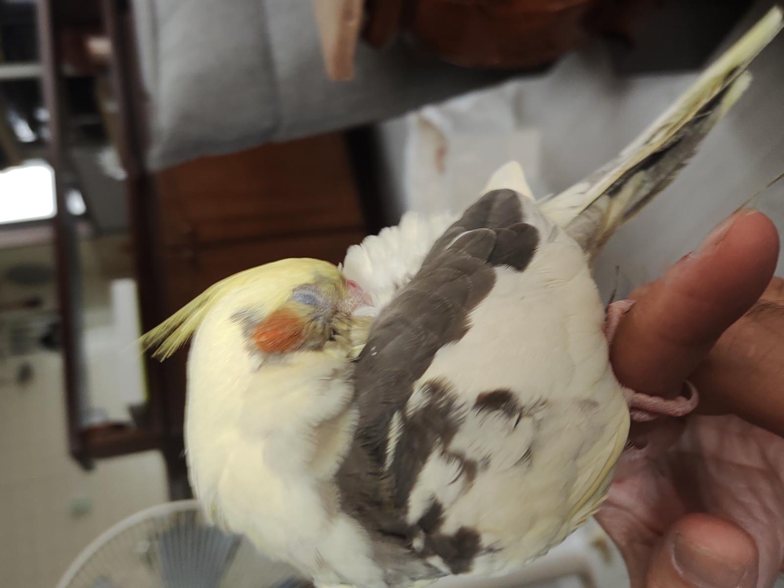 ぶっちゃん ぶっちゃん