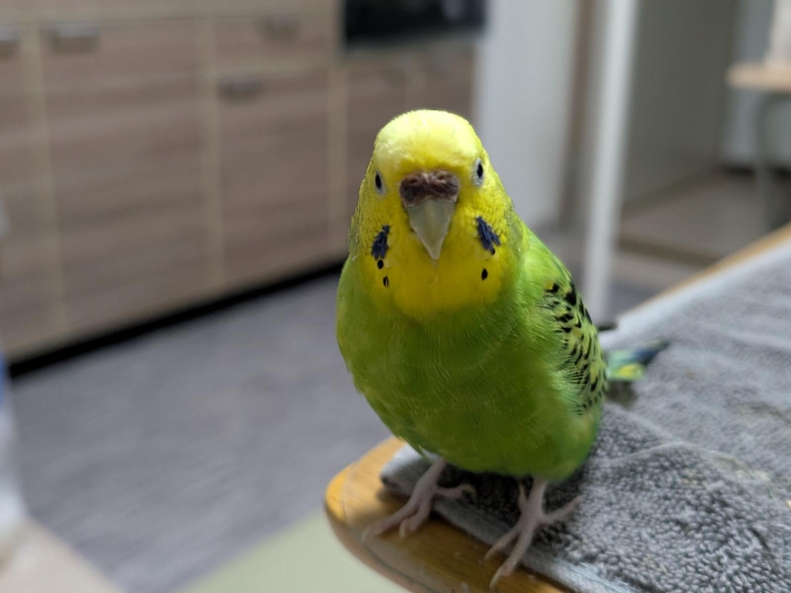 ミーちゃん ミーちゃん