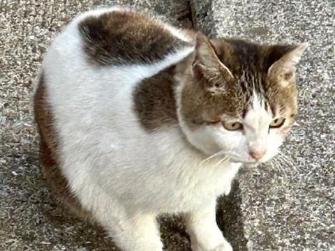 目撃された猫 目撃された猫