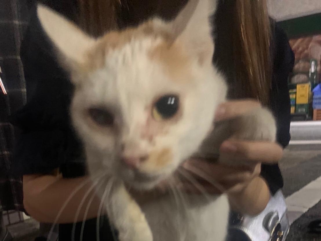 保護された猫 保護された猫