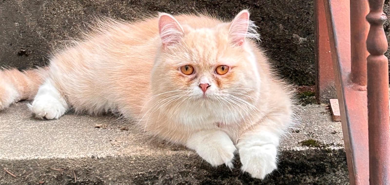 クリーム色の猫を探しています