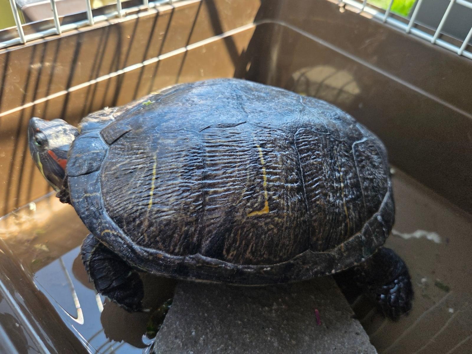 保護されたペット