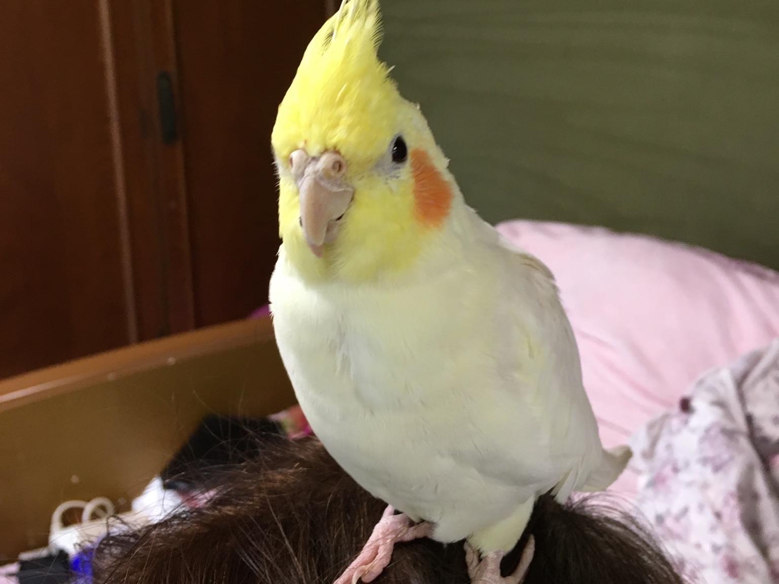ピーちゃん ピーちゃん