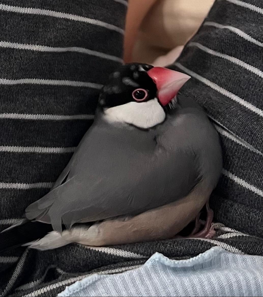 桜文鳥を探しています