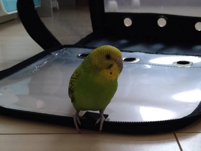 保護された鳥 保護された鳥