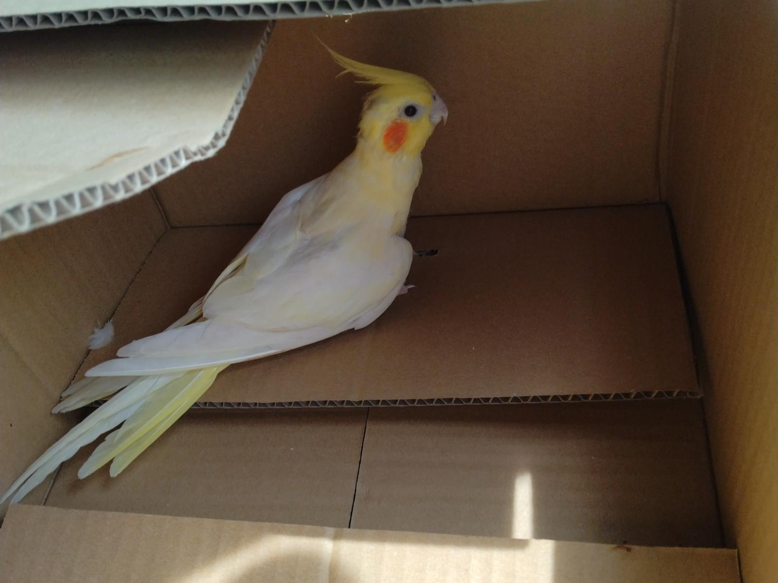 保護された鳥 保護された鳥