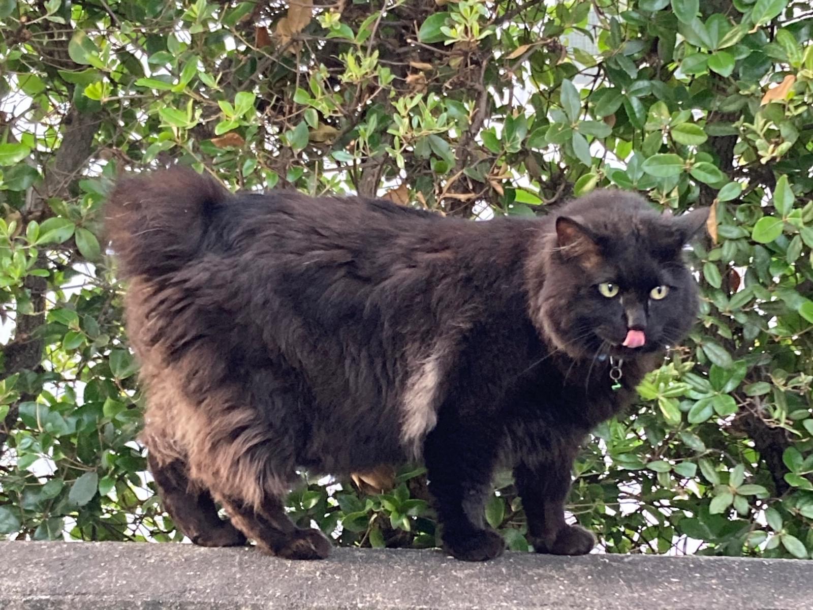 目撃された猫 目撃された猫