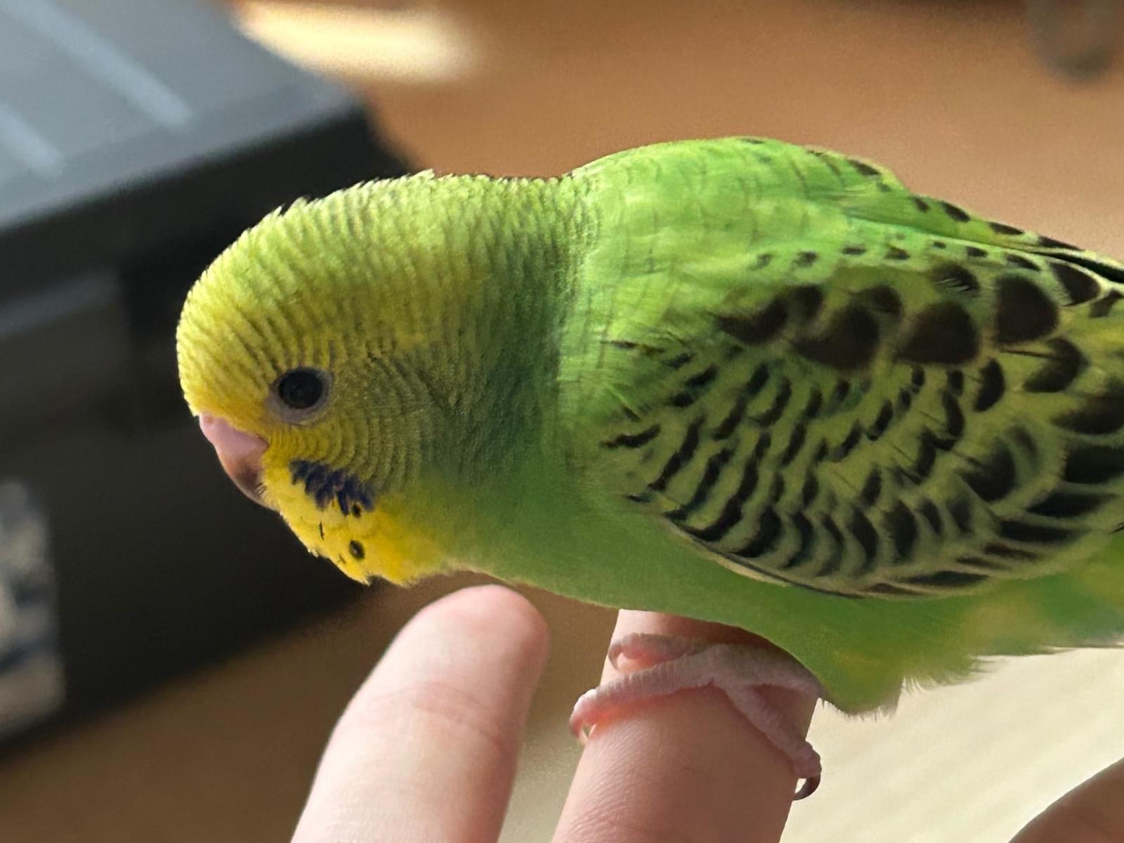 まやちゃん まやちゃん