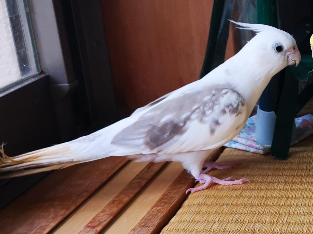 ピツミちゃん ピツミちゃん
